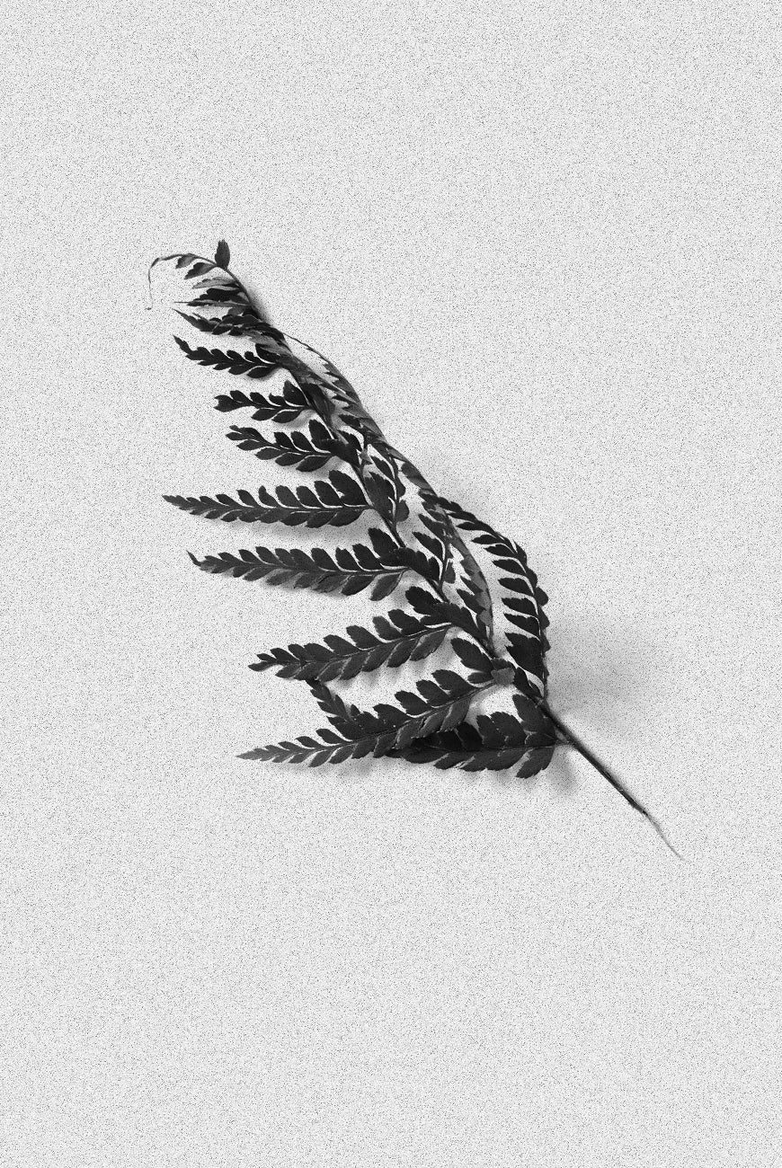 Cedar Leaf RoomSpray